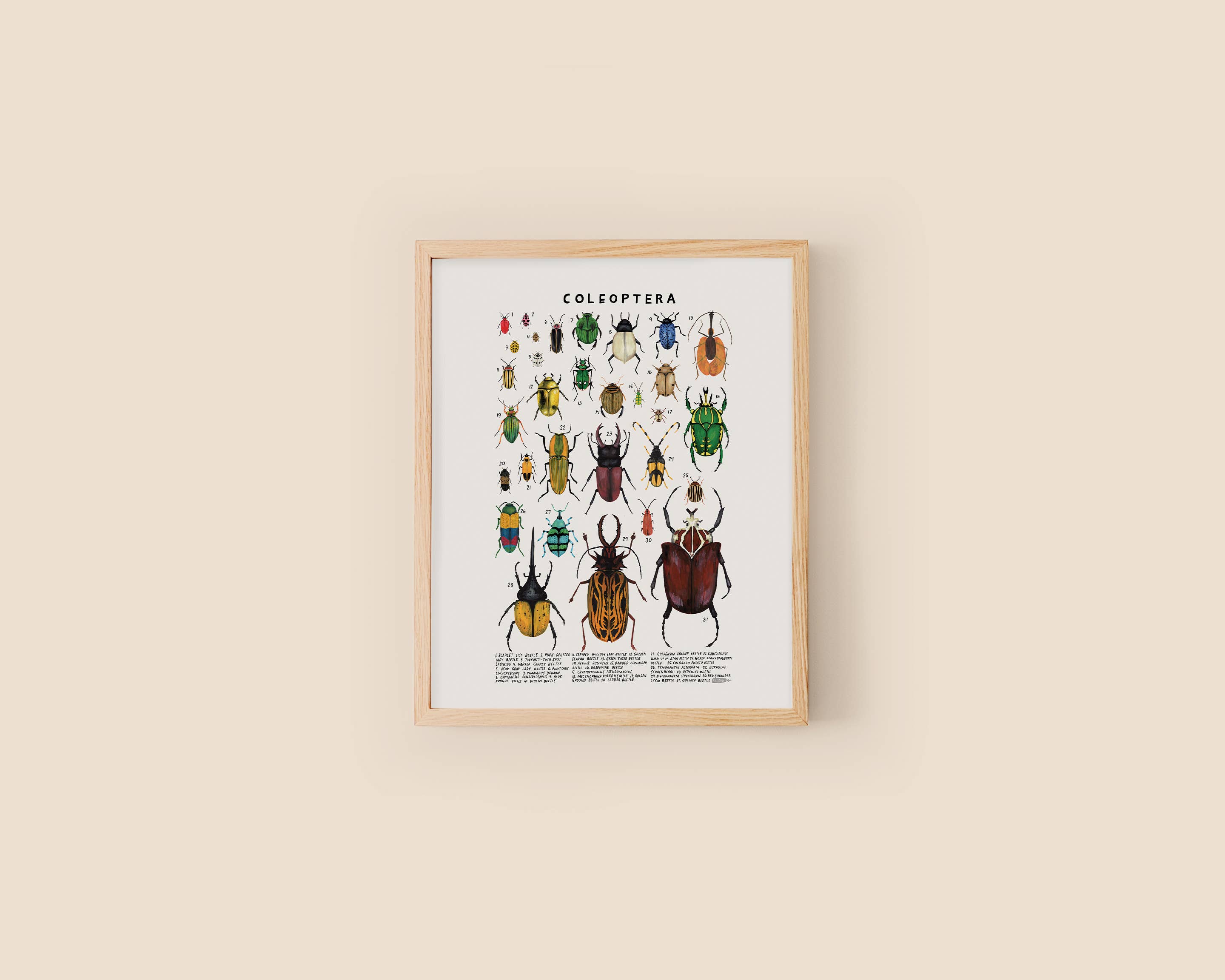 Kelzuki - Wholesale Art Print - Coleoptera: Beetles1