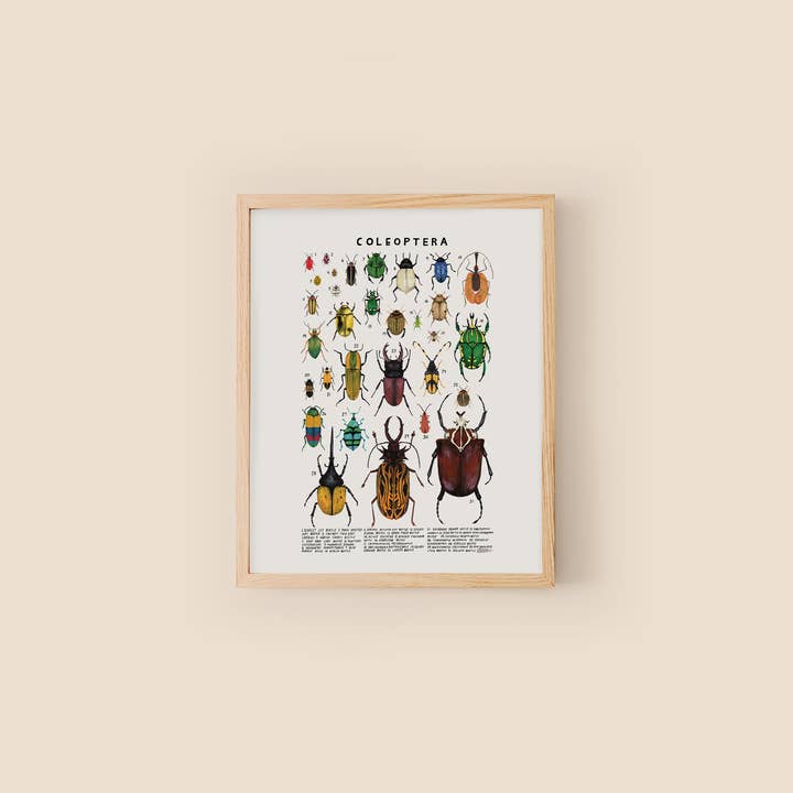 Kelzuki - Wholesale Art Print - Coleoptera: Beetles1