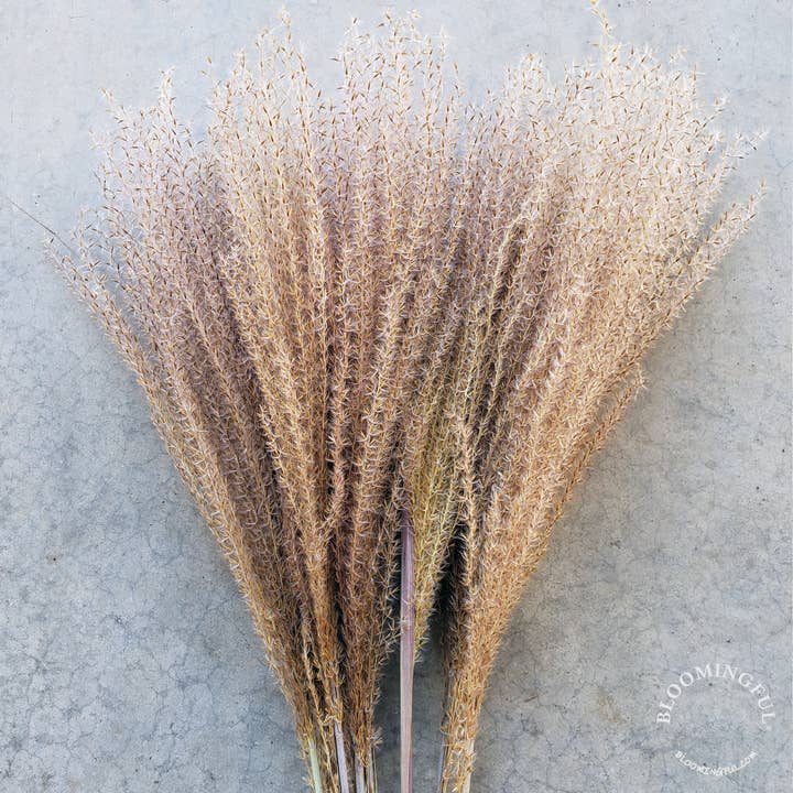 Herbe de roseau plumeuse pampas - Marron naturel (027) pour la vente par BLOOMINGFUL.COM