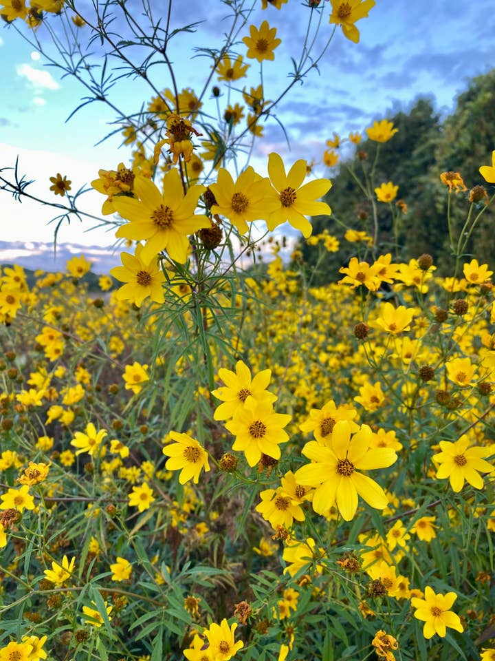 Tickseed Sunflower Seeds, Bidens aristosa for wholesale by Decker Rd. Seeds