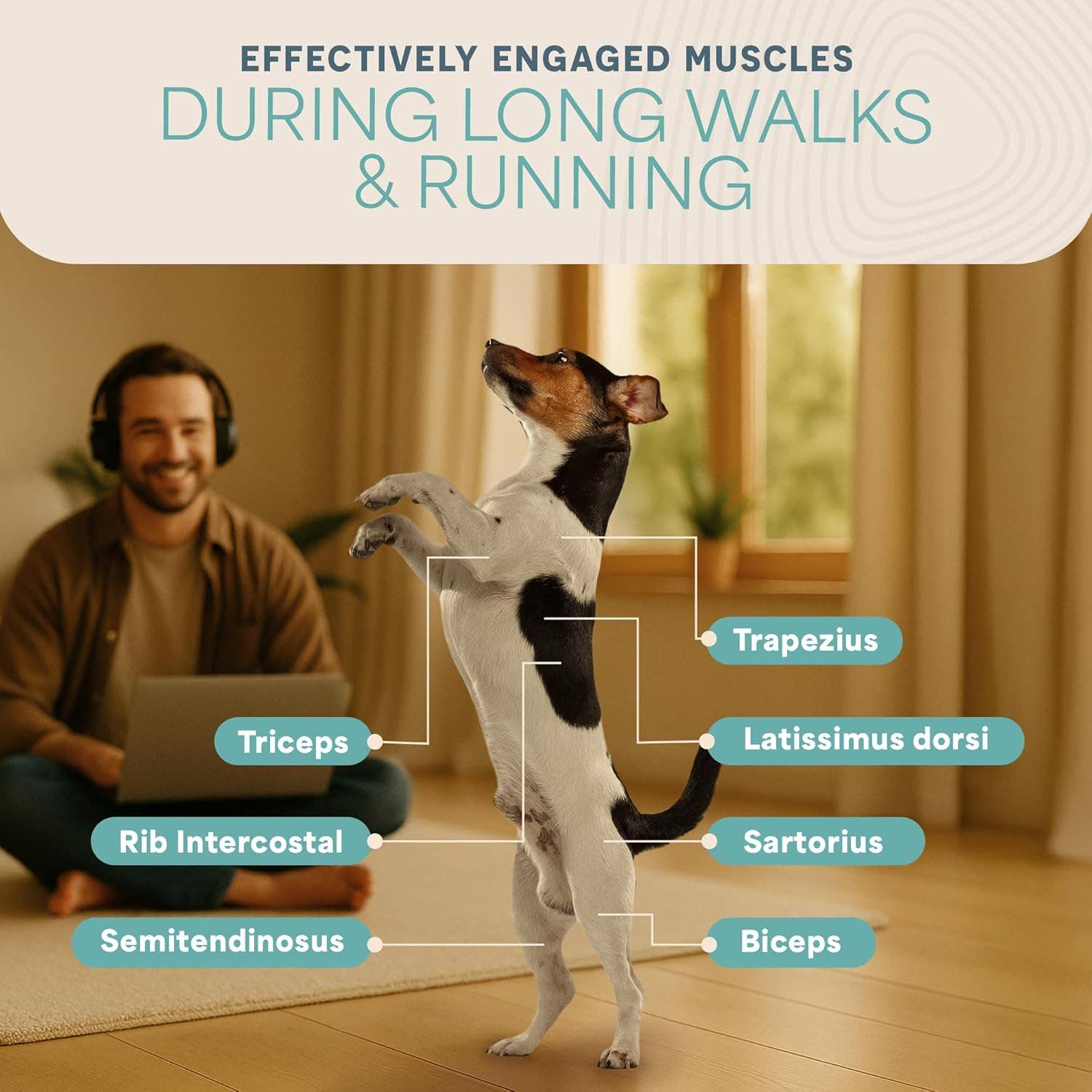 LifePro - Wholesale Fitness Equipment - Lifepro PawRunner Dog Treadmill for Small & Medium Dogs6