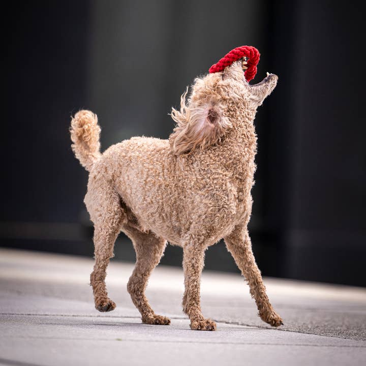 LABONI - Volentis GmbH - Vente Jouet en corde – chien - HERTHA HEART – Amour à mâcher16