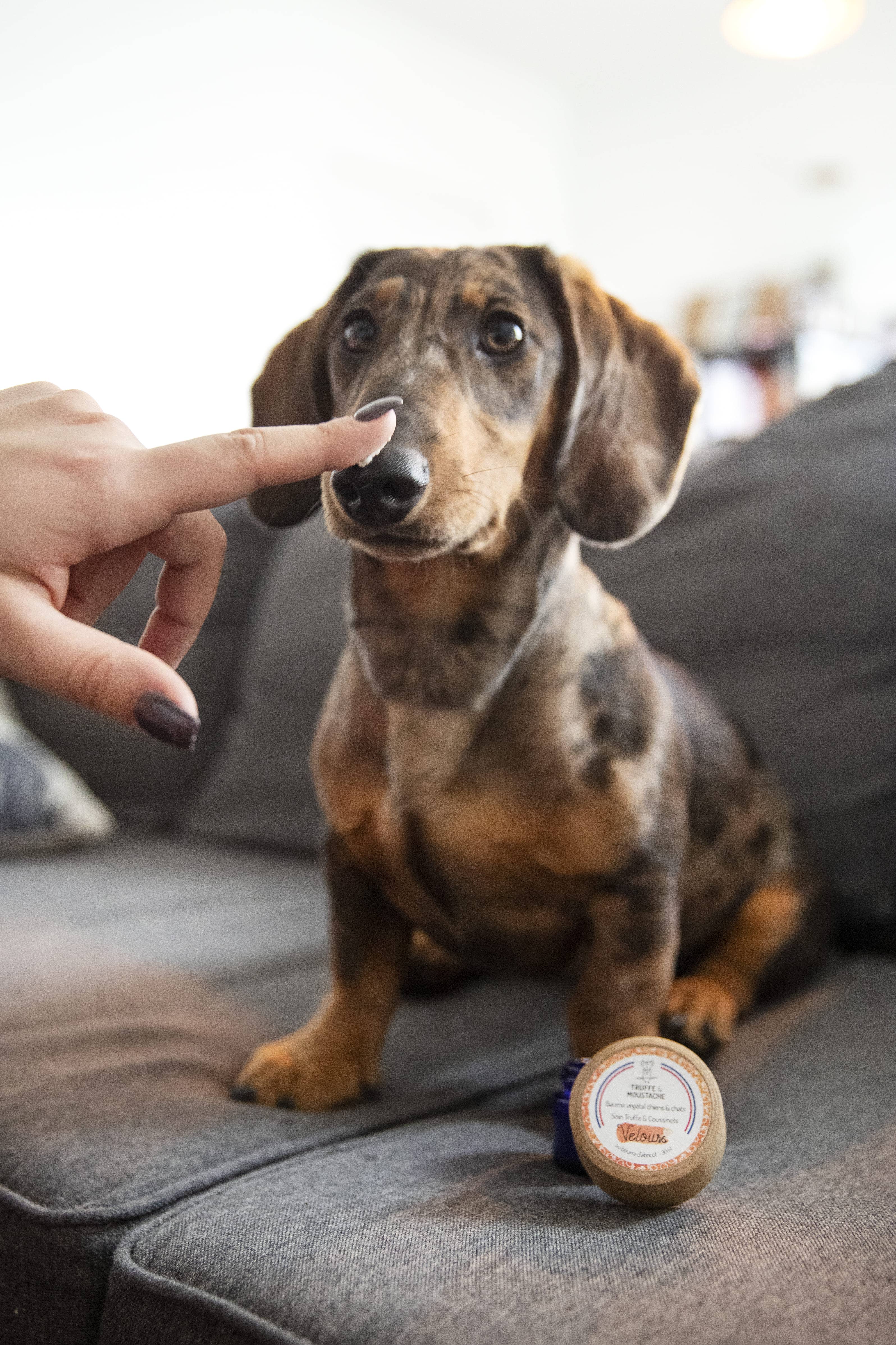 Truffe & Moustache - Wholesale Pet Balm - Dog - Truffle Balm & Pads for dogs & cats, “Velours”11