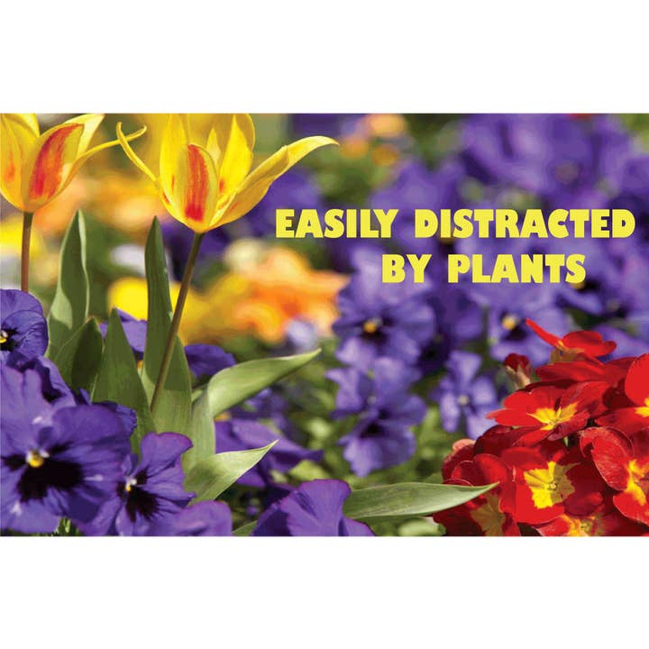 Lätt distraherad av växtmagnet för wholesale av Northern Sun