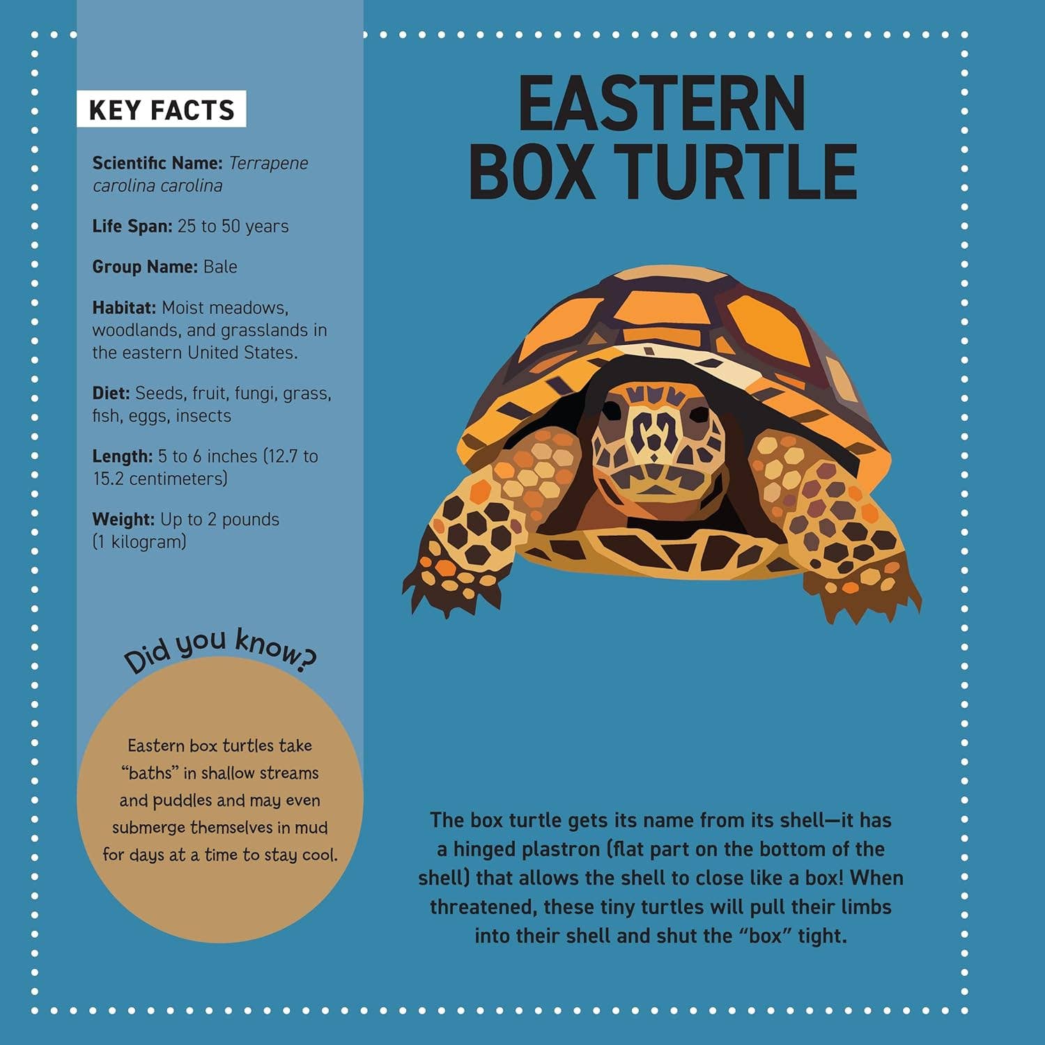 Fox Chapel Publishing - Wholesale Coloring & Activity Book - Kids & Baby - My Sticker Paintings: Reptiles - 10 Awesome Animals5