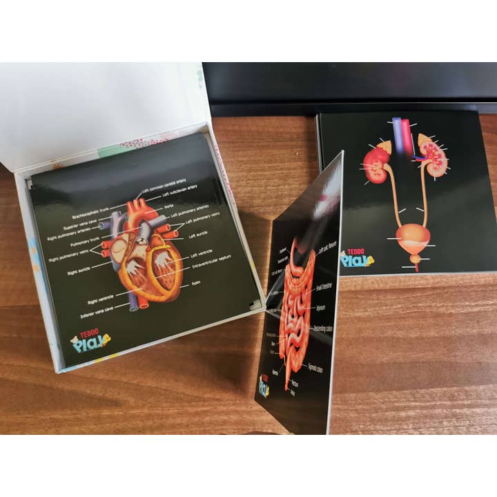 Teddo Play – Großhandel Lernkarten – Kind & Baby – Schließen Sie die pädagogischen Geschenke der menschlichen Anatomie+Werbegeschenke ab12