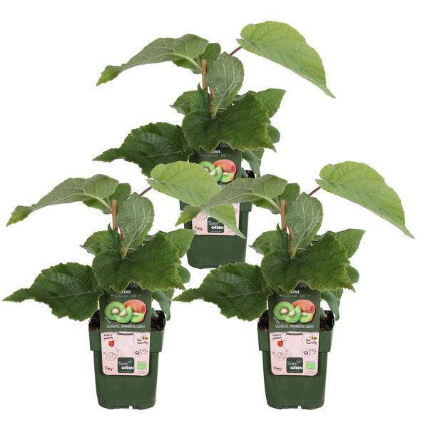 Oasis of Life - Wholesale Live Plant - Kiwi Plant – Actinidia deliciosa 'Jenny' – Self-pollinating – Ø13cm – ↕45cm – 3 Plants – Hardy Climbing Plant with Vitamin C Rich Fruits1