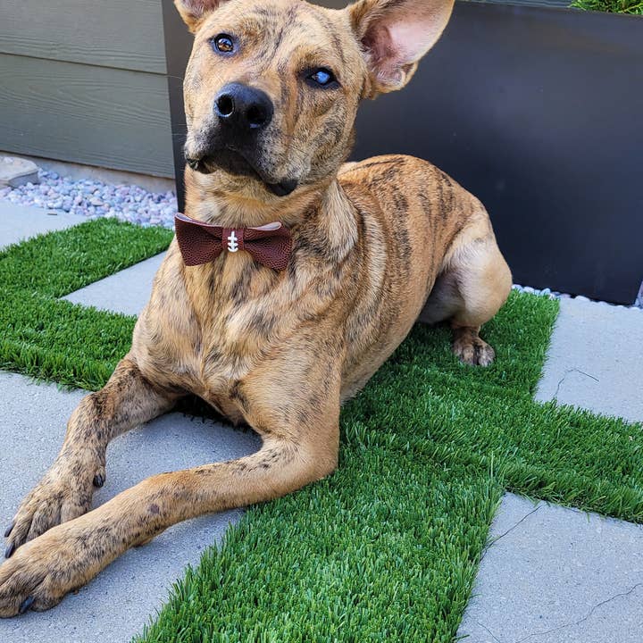 Hundefodboldsløjfe, festtøj til hunde, fodboldbryllup for engroshandel hos Home Run Accessories