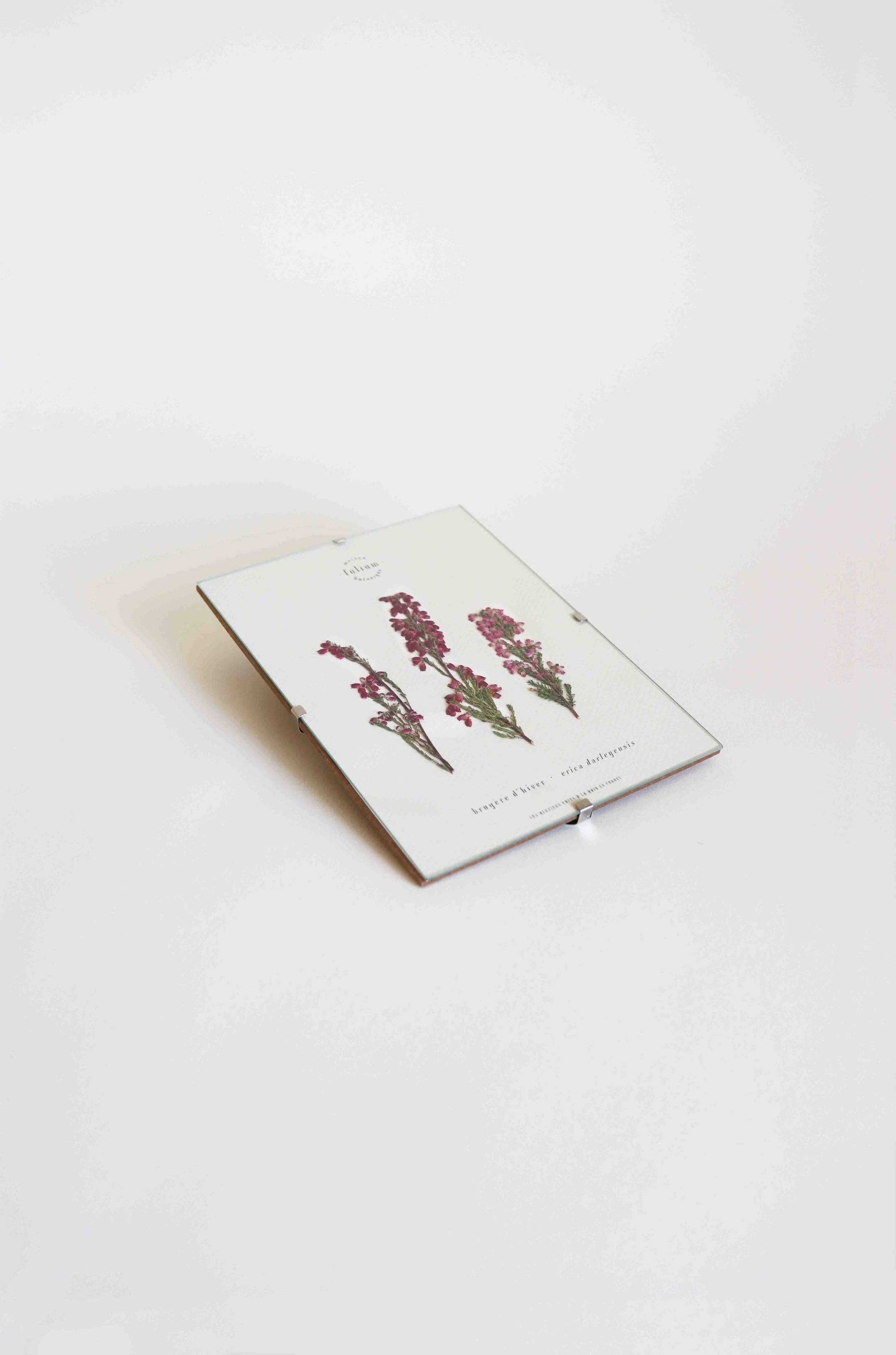 Folium - Maison Botanique - Wholesale Dried/Pressed Flowers - No. 33 · La Bruyère4