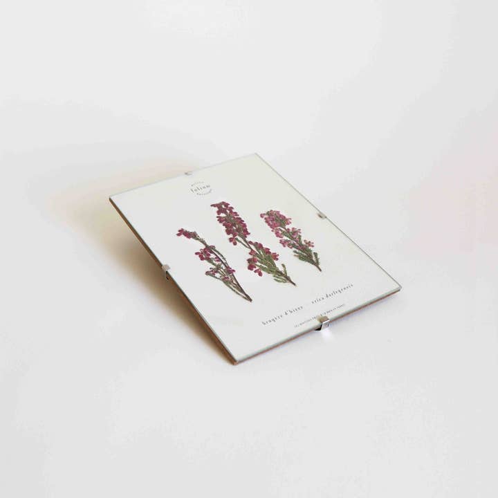 Folium - Maison Botanique - Wholesale Dried/Pressed Flowers - No. 33 · La Bruyère4