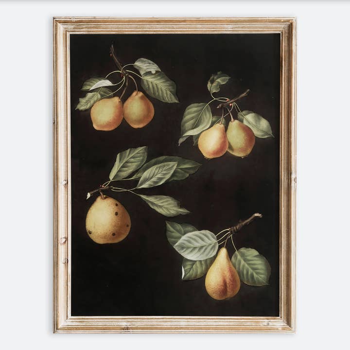 Vintage Pears Still Life Fruits Art Print VP259 for wholesale by Sugar & Canvas