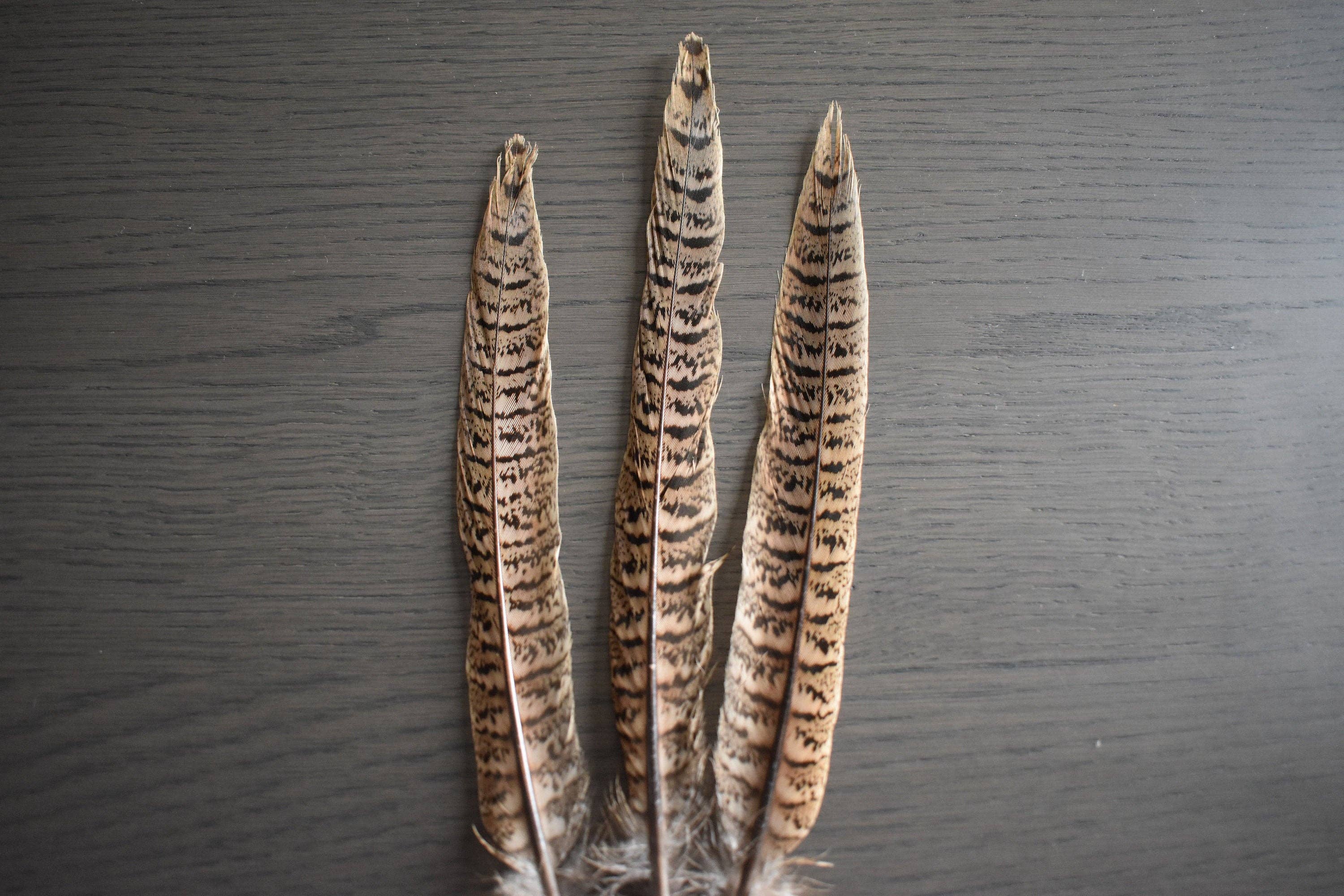 Plumes Naturelles - Wholesale Feathers - Pheasant feathers2