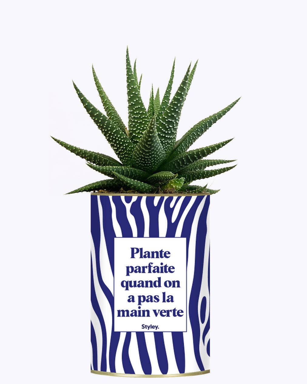 Styley - Wholesale Live Plant - Plante Parfaite Quand on a Pas La Main Verte - Cactus3