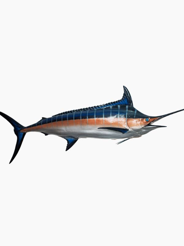 Marlin bleu pour la vente par Bluewave Fish Mounts