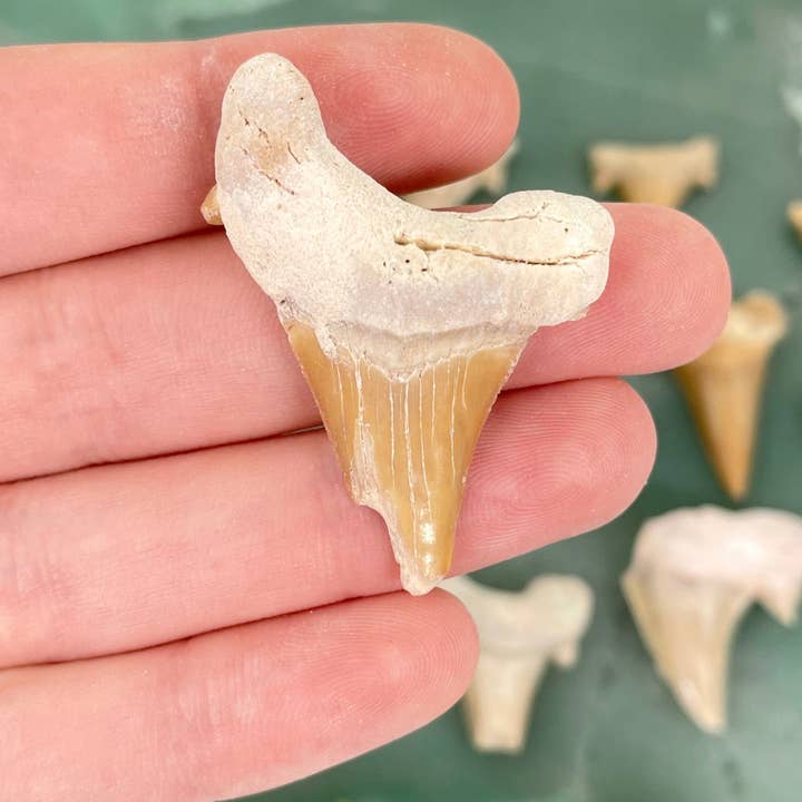 Rock Paradise - Wholesale Spiritual Stone/Crystal - Fossilized Shark Teeth - AS IS2