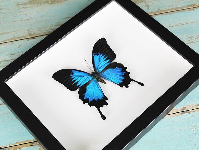 Newman Art Designs - Vente Décoration murale - Cadre Papilio Ulysses en forme de papillon3