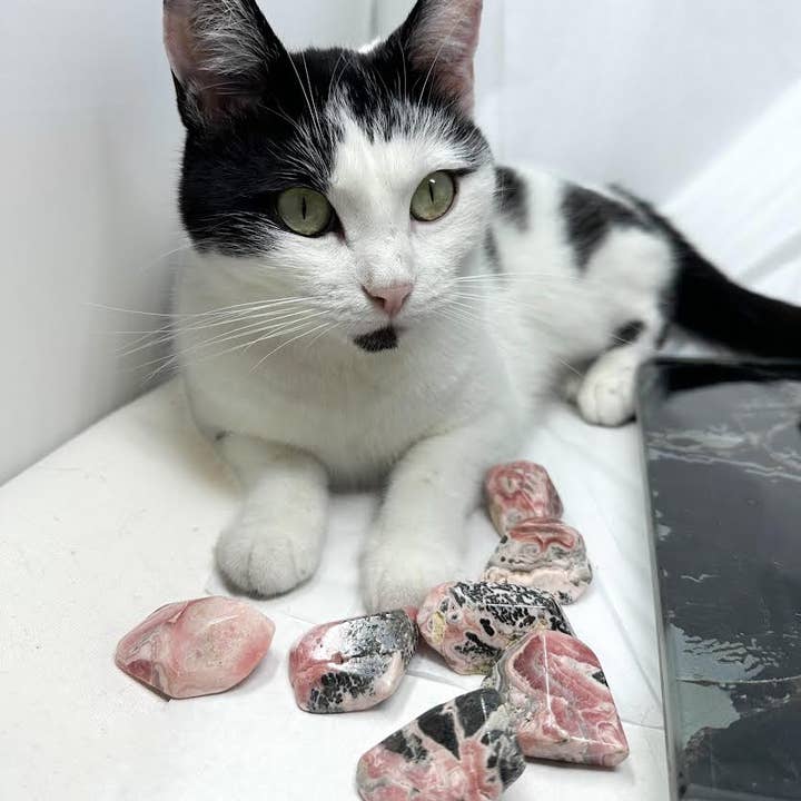 Rhodochrosite Freeform Stone - 1 pc for wholesale by The Crystal Tabby