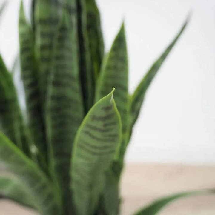 LOOMLAN - Wholesale Kunstplant - Kunstmatige Botanische Buiten Groene Sansevieria