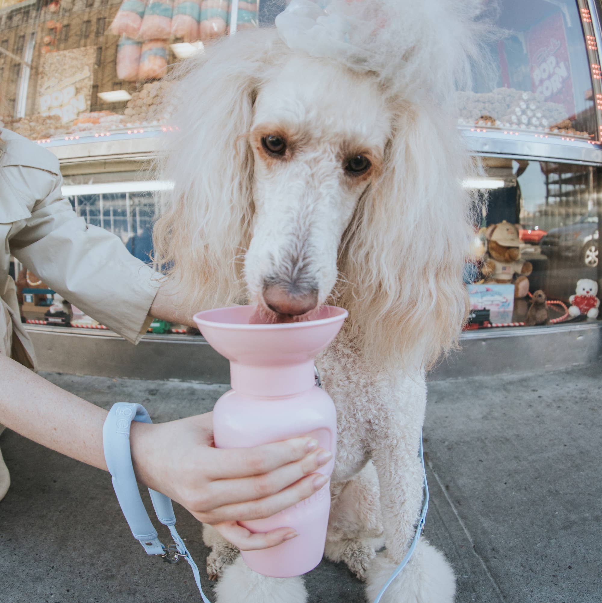 Springland Pets - Vente Bouteille d'eau – chien - Gourde de voyage pour chien classique 650 ml (lot de 12)19