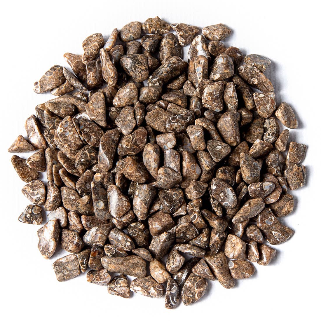 Tree of Life Gems - Wholesale Spiritual Stone/Crystal - Small Tumbled Turritella Agate4