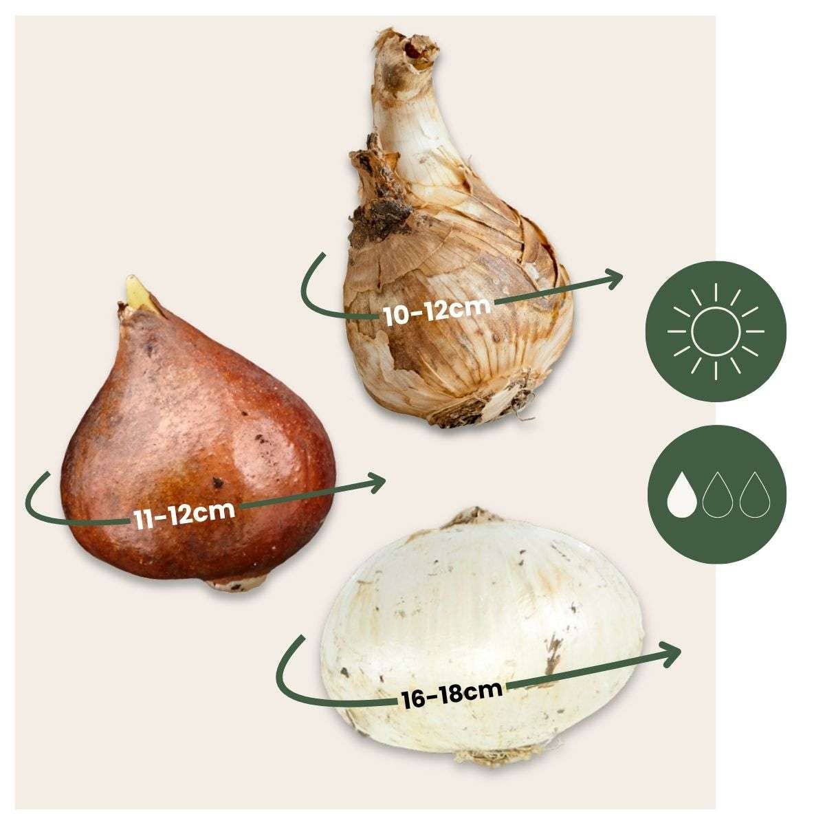 Oasis of Life – Großhandel Pflanzensamen – Blumenzwiebeln Mix  – 35 Blumenzwiebeln für trockene & sonnige Standorte – Mischung aus Tulipa Turkestanica, Allium Atropurpureum & Narcissus Geranium – Pflegeleicht, robust & mehrjährig2