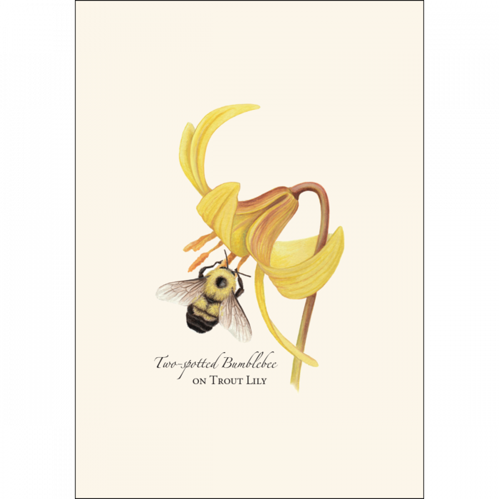 Earth Sky + Water - Wholesale Stationery/Notecard Set - Bumblebee Assortment Notecard Set2