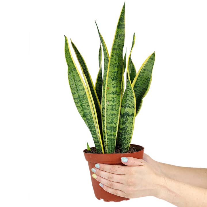 Best Plant Friend - Vente Plante - Plante serpent Sansevieria Laurentii 4 po/6 pouces - Plante d'intérieur vivante4