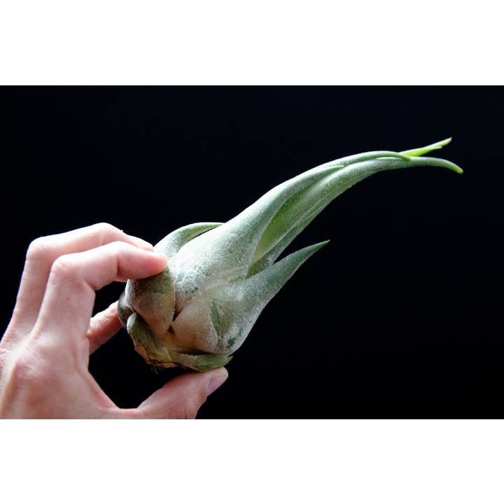 The Artizan Way - Wholesale Live Plant - Tillandsia Seleriana - Live Air Plant2