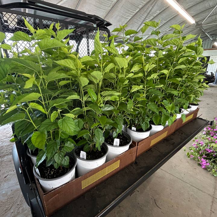 O F Nelson’s - Wholesale Live Plant - 6" Everbearing Mulberry (Morus nigra)1