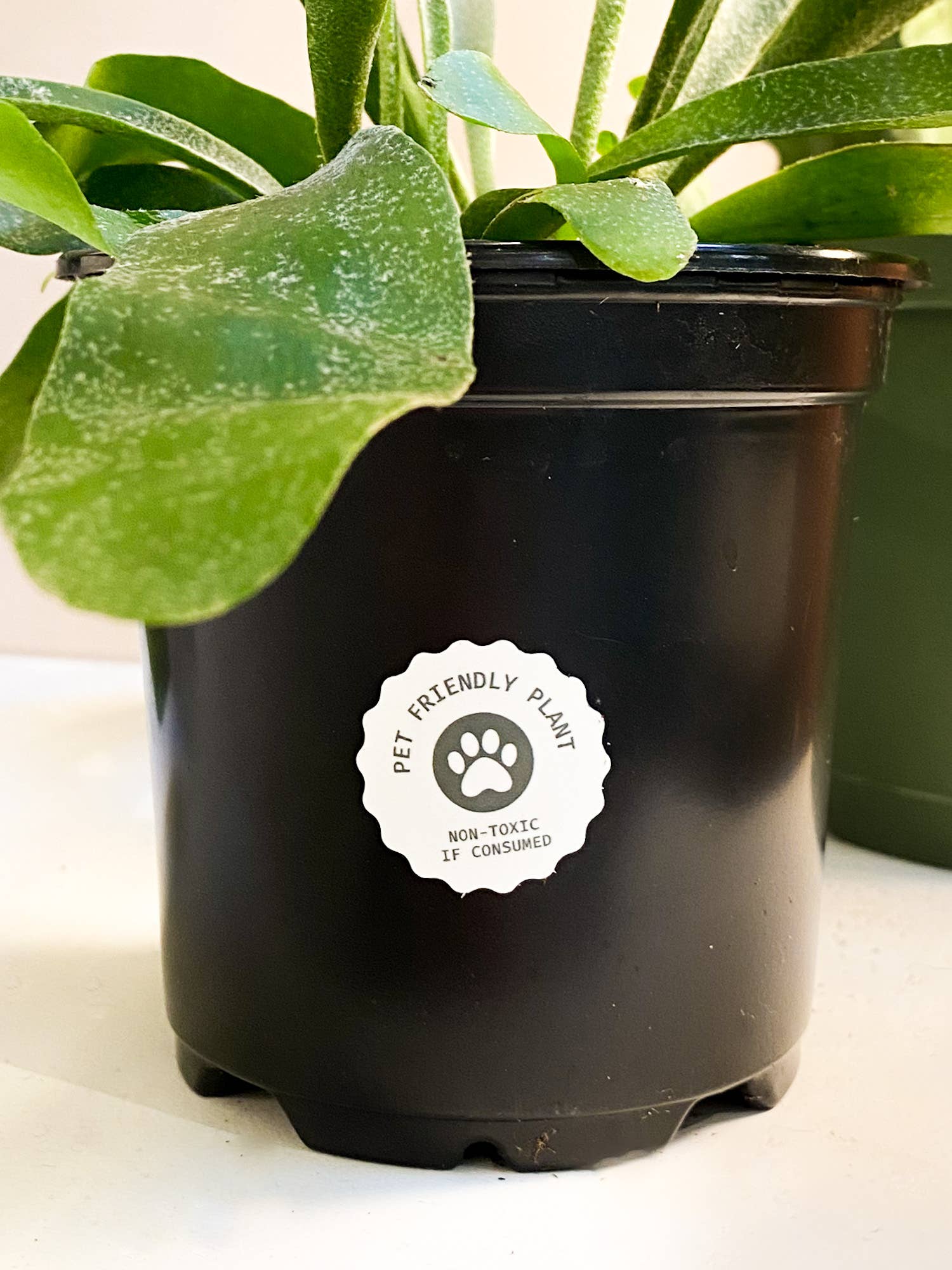 The Plant Supply - Wholesale Sticker - Pet Friendly Plant Sticker Rolls - 500+ Sticker Rolls1