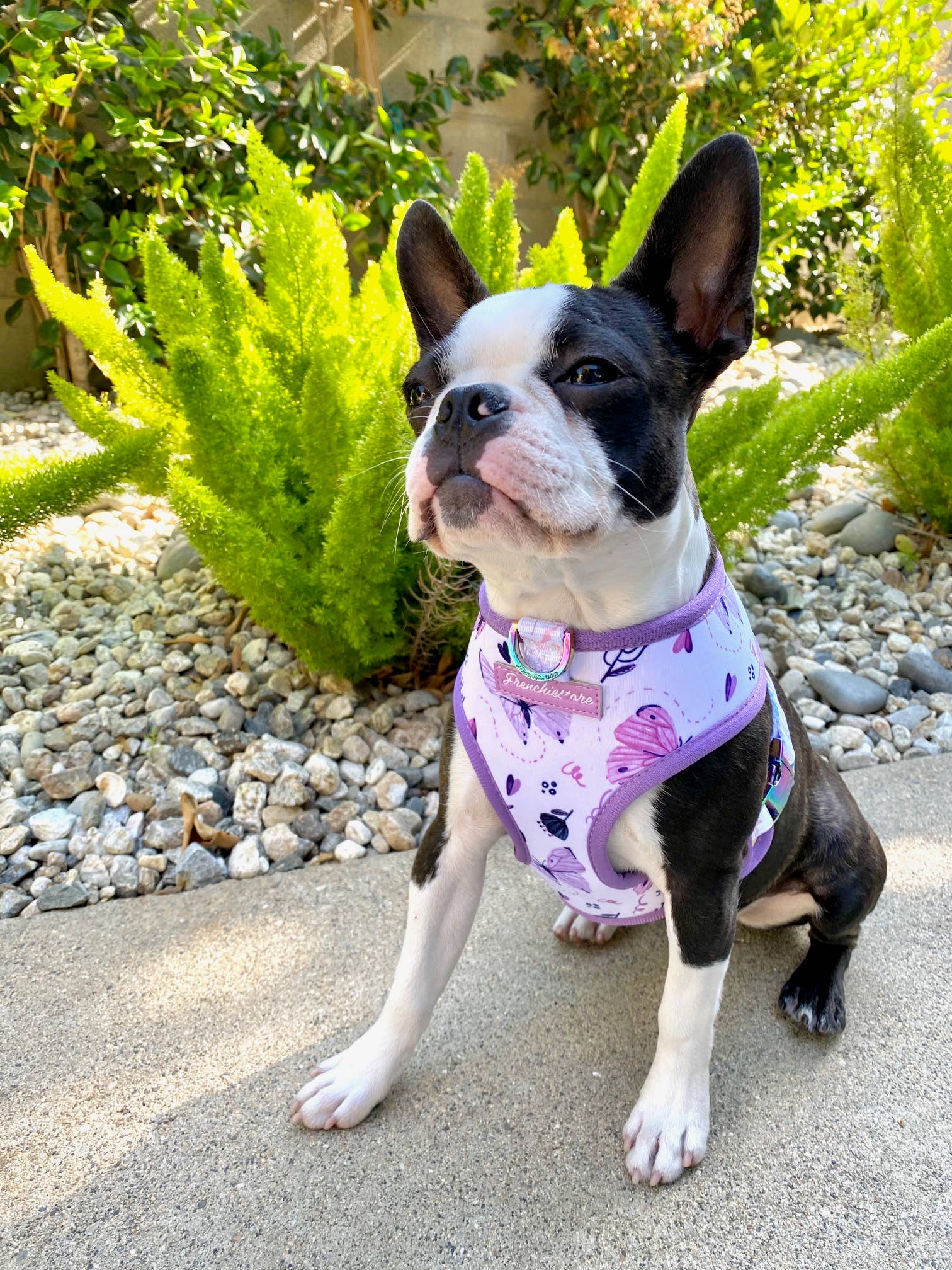 Frenchiestore - Wholesale Pet Harness - Dog - Dog Pet Reversible Health Harness | Magical Butterfly8