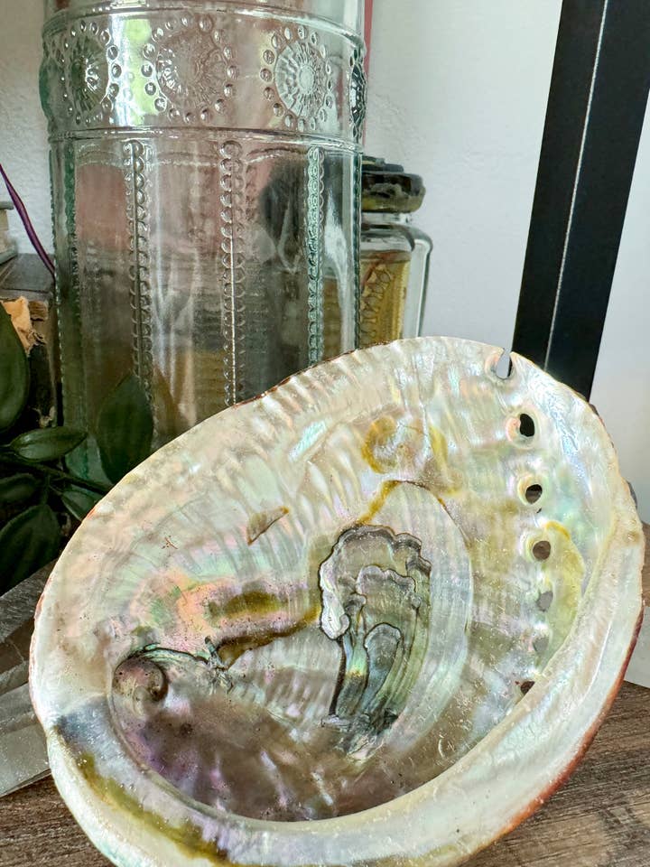 Concha de abulón natural para venta al por mayor de The House Of Gentry