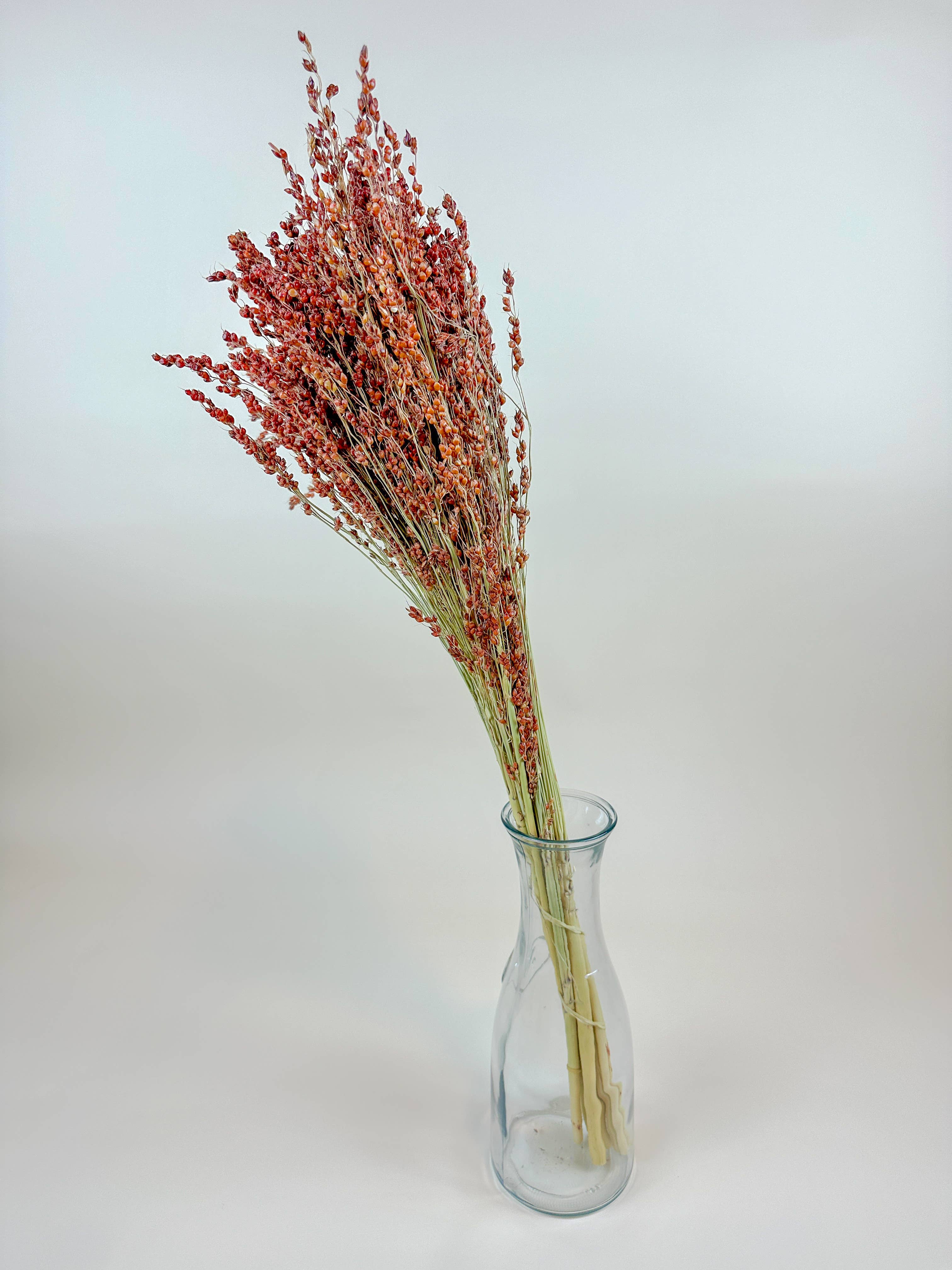 Lovejoy Farms Premium Dried Flowers - Wholesale Dried/Pressed Flowers - Red-Orange Broom Corn – Naturally Dried Fall Decor1