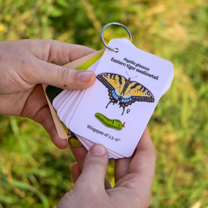 weneedtogooutside - Wholesale Nature & Outdoors Book - Butterflies of Eastern USA Field Guide Cards1