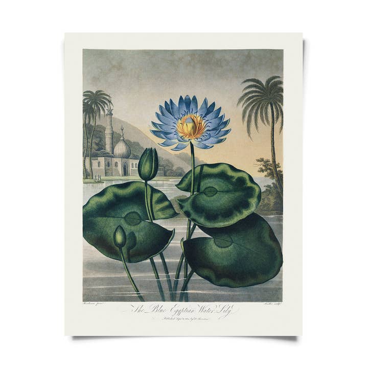 Vintage Botanical Egyptian Water Lily Print w/ frame option for wholesale by Curious Prints
