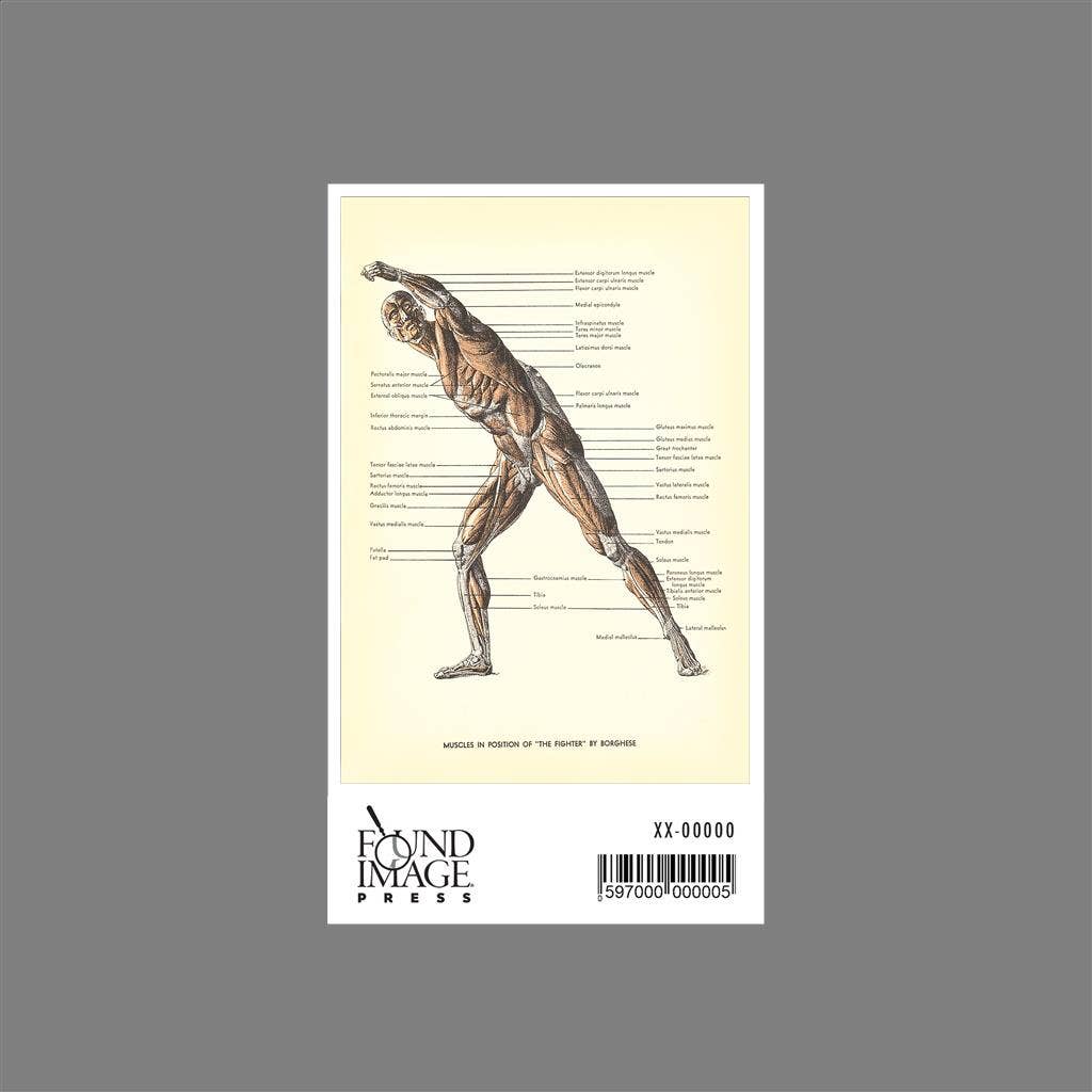 Found Image Press – Engroshandel Klistermærke – Sticker AY-105 Muskler i Kæmperposition1