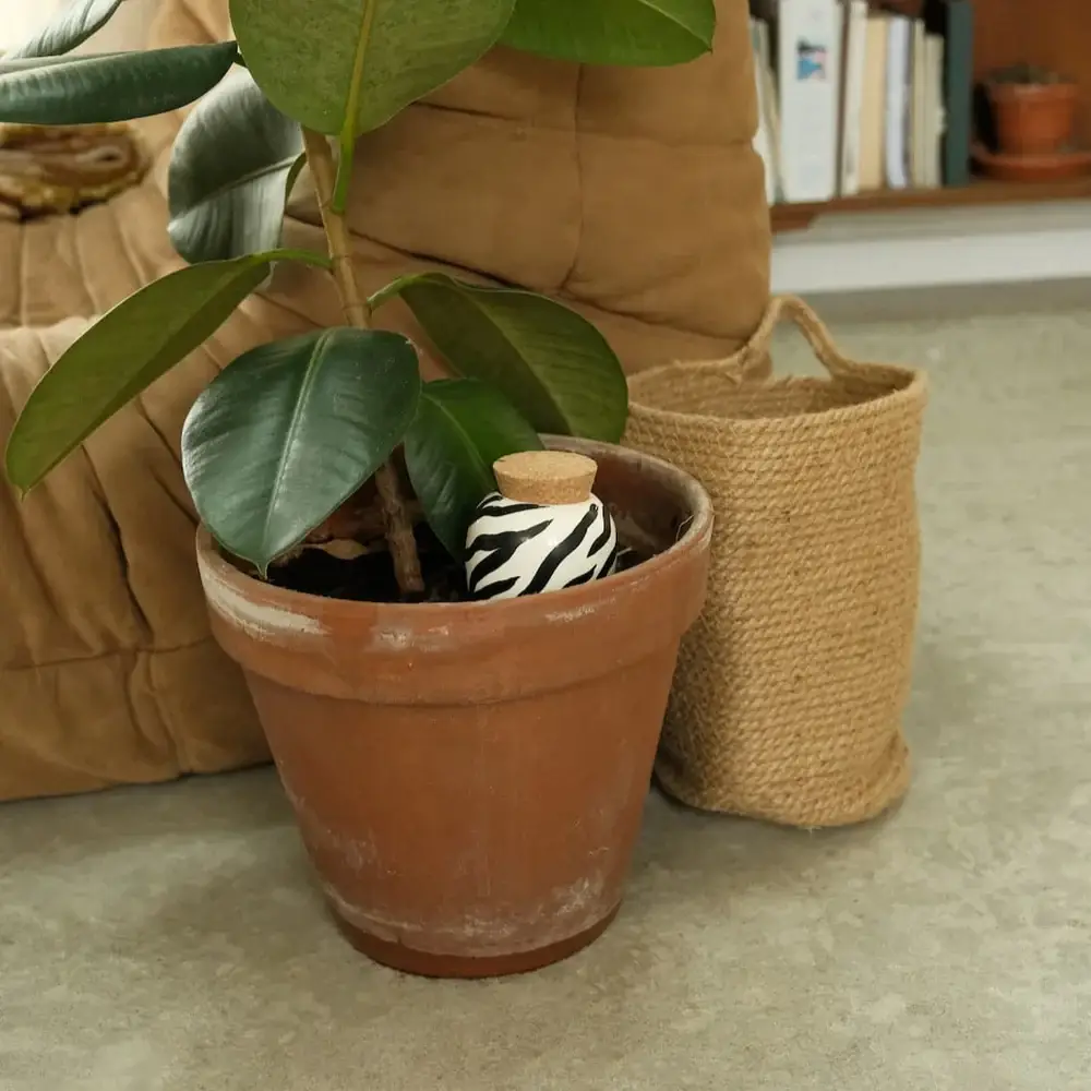 Pepin - Wholesale Watering Can - Olla -  Zebra2