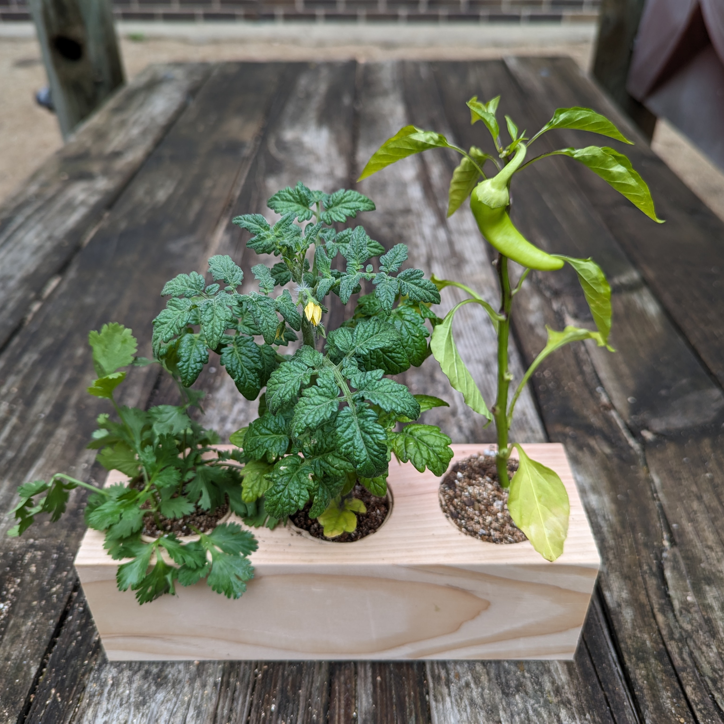 Sprigbox - Wholesale Plant Seeds - Salsa Garden Starter Kit | Grow Chili, Cilantro, Tomato8