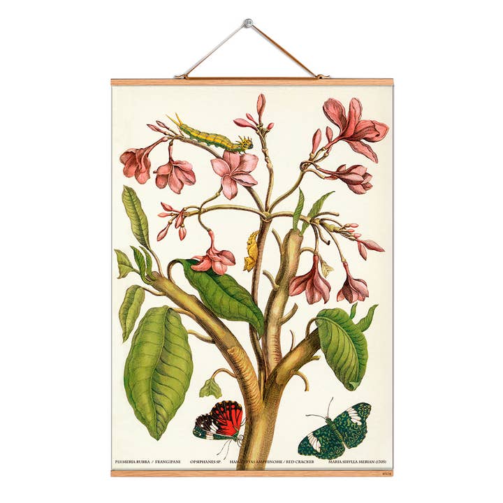 Scroll picture illustration # 085/Merian/Fangipani for wholesale by Eicie