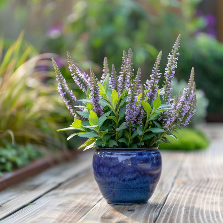 Oasis of Life - Wholesale Live plant - Shrubby Veronica – 12 Plants – Hebe Pinguifolia – Hardy Garden Shrubs in Various Colors – Height 15–20cm – Ø11cm – Evergreen & Bee-Friendly8