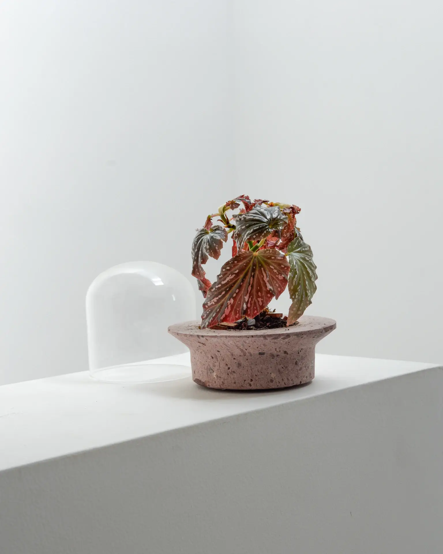 Pietra grigia Fioriera per terrario UFO in vendita all'ingrosso su Faire8