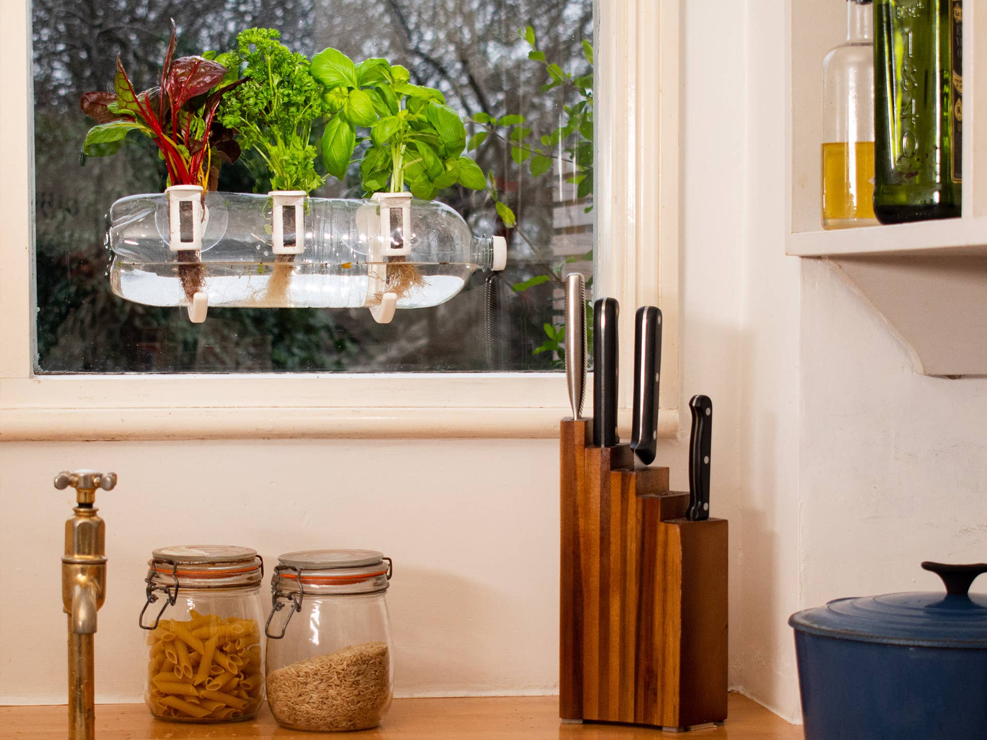 Shroot: Kabloom Seedboms – wholesale Plant seeds – The Bottle Farm - Hydroponic Garden Grow Herbs & Vegetables8