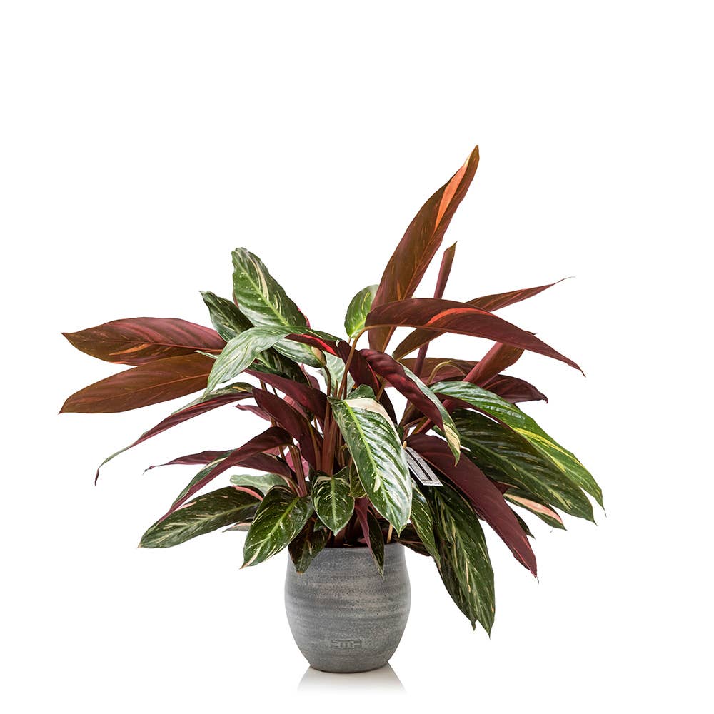 The Little Botanical – wholesale Live plant – Calathea Mix4