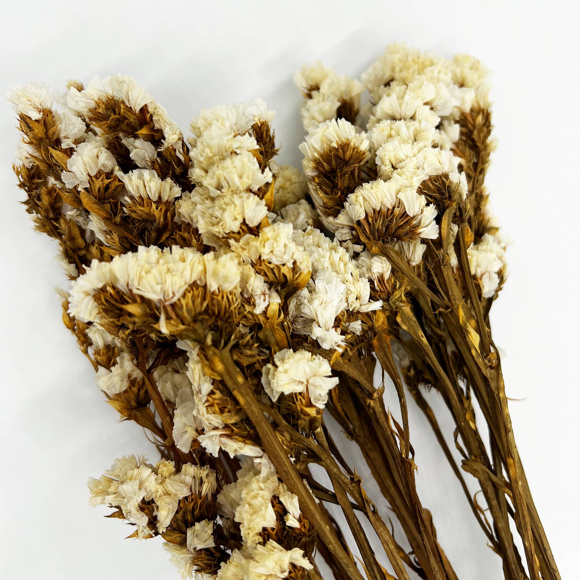 2626 Designs – Flores secas/prensadas por atacado – Ramos de Miosótis Preservados Secos 53 cm Várias Cores10