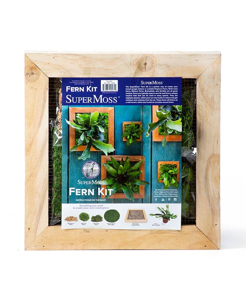 Färsk grön Staghorn Fern Kit för wholesale på Faire2