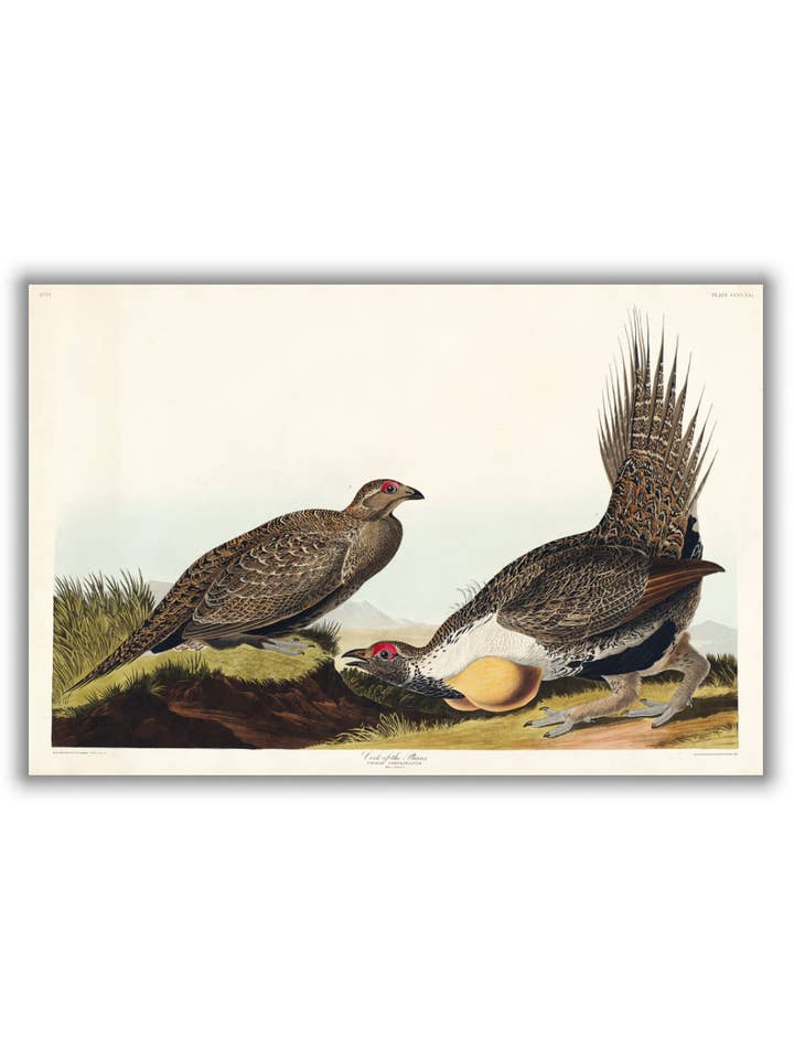 El gallo de las llanuras - Aves de América de John Audubon para venta al por mayor de Stanley Print House