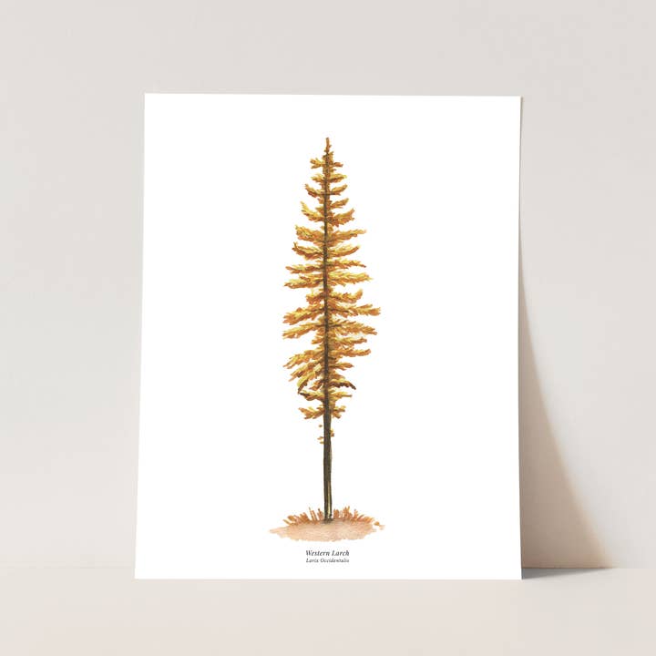 Impression d'art d'arbre | Décor mural de cabine moderne en mélèze occidental pour la vente par Watercolor Wednesday