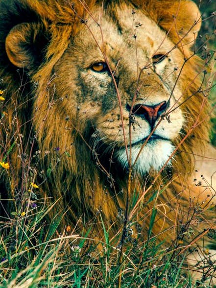 Le Simba (285 pièces) pour la vente par Flower Power Puzzle