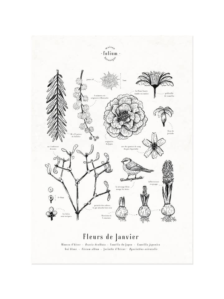 Poster · January Flowers for wholesale by Folium - Maison Botanique