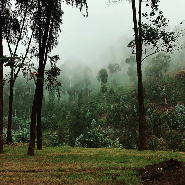 Traumwelt//Ruanda für den Großhandel von Alison Holcomb Creative